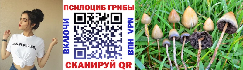 MEGA маркетплейс  Бронницы  Псилоцибиновые грибы мицелий 